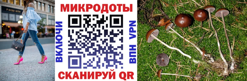 kraken как войти  Аткарск  Псилоцибиновые грибы Cubensis 
